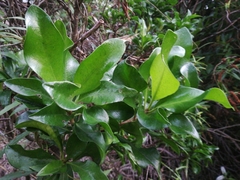 Corynocarpus laevigatus