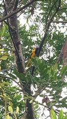 Oriolus xanthornus