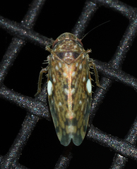 Xestocephalus similis