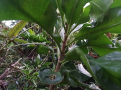 Corynocarpus laevigatus