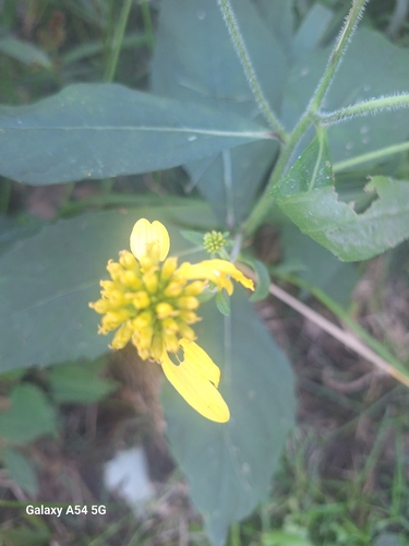 Wingstem