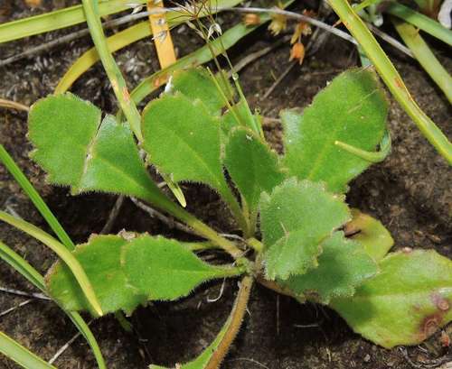 Image of Spur Goodenia (Goodenia paradoxa) by (c) Cathy Powers, some rights reserved (CC BY)