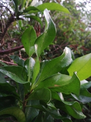 Corynocarpus laevigatus