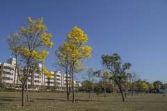 Handroanthus serratifolius
