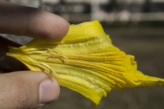 Handroanthus serratifolius