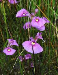 Utricularia beaugleholei