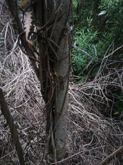 Corynocarpus laevigatus