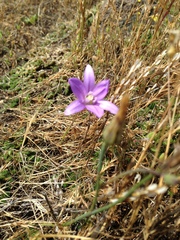 Brodiaea elegans elegans
