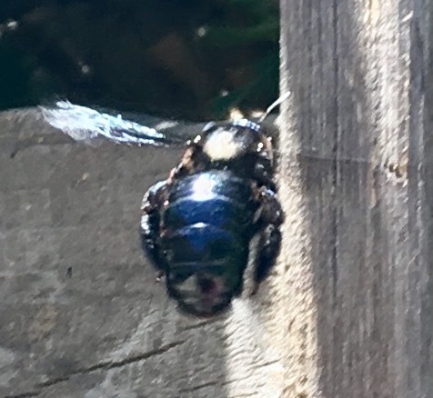 Western Carpenter Bee