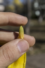 Handroanthus serratifolius