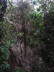 Corynocarpus laevigatus