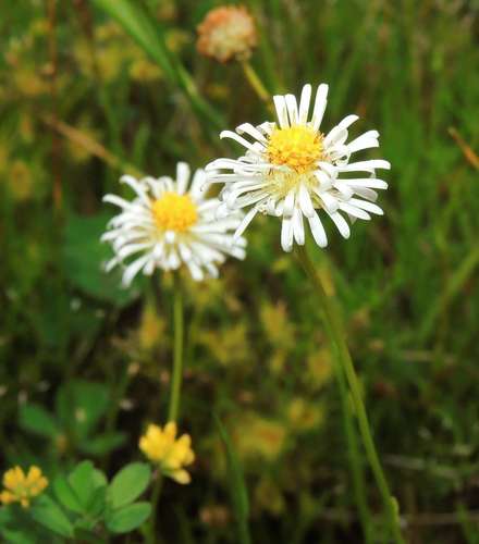 Image of Calotis anthemoides by (c) Cathy Powers, some rights reserved (CC BY)