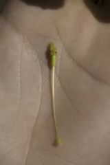 Handroanthus serratifolius