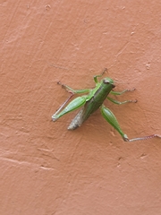 Orthoptera