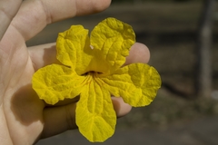 Handroanthus serratifolius