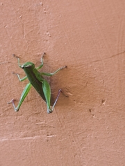 Orthoptera