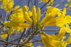Handroanthus serratifolius