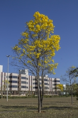 Handroanthus serratifolius
