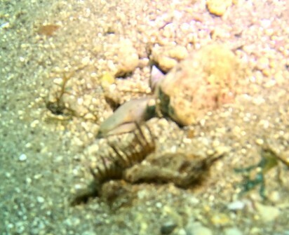 Ophisurus serpens observed 2026-09-25