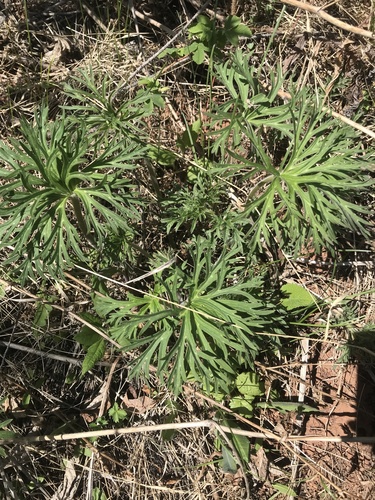 slenderleaf monkshood