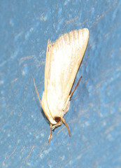 Litoprosopus
