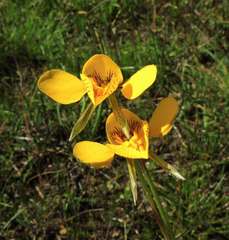 Diuris chryseopsis