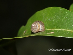 Satsuma sphaeroconus