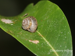 Satsuma sphaeroconus