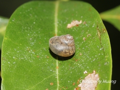 Satsuma sphaeroconus