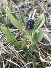 Mertensia paniculata paniculata