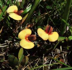 Bossiaea prostrata