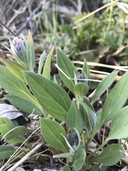 Mertensia paniculata paniculata