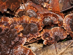 Hydnellum auratile