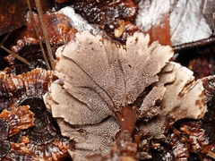Hydnellum auratile