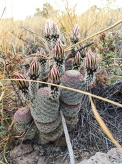 Echinocereus pectinatus rutowiorum