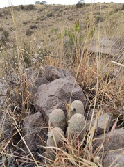 Echinocereus pectinatus rutowiorum