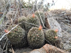 Escobaria chihuahuensis