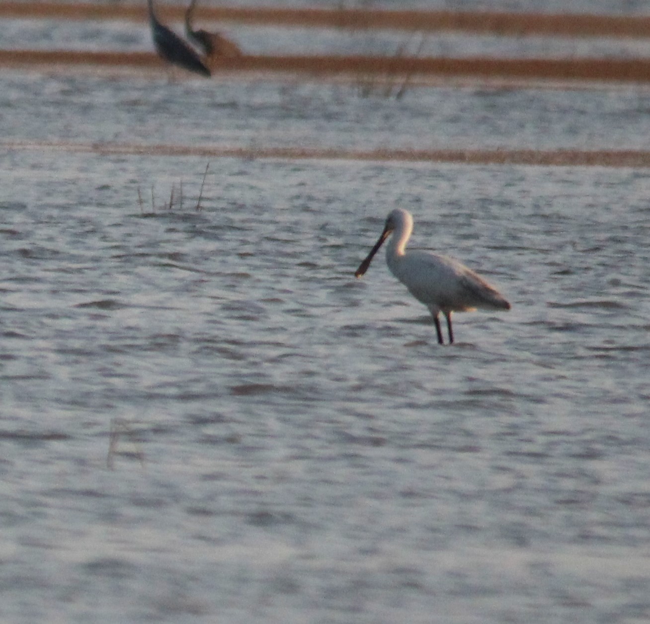 Eurasian Spoonbill