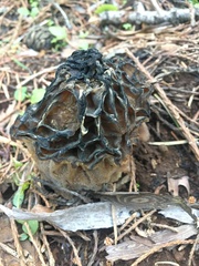 Morchella snyderi