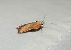 Arachnographa micrastrella