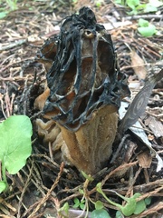 Morchella snyderi