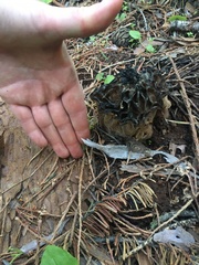 Morchella snyderi