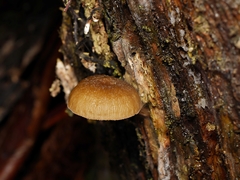 Simocybe phlebophora
