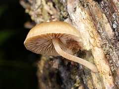 Simocybe phlebophora