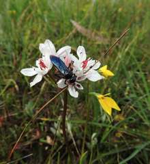 Diuris chryseopsis