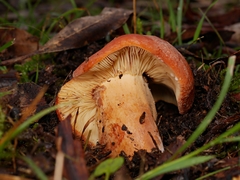 Lactifluus clarkeae