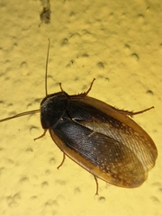 Homoeogamia mexicana