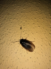 Homoeogamia mexicana