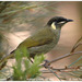 Lewin's Honeyeater - Photo (c) Tom Tarrant, some rights reserved (CC BY-NC-SA)