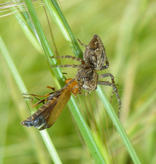 Pedilus inconspicuus